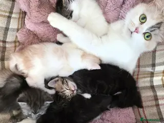 Persian cats Persian kittens ready now!! - Advert 16