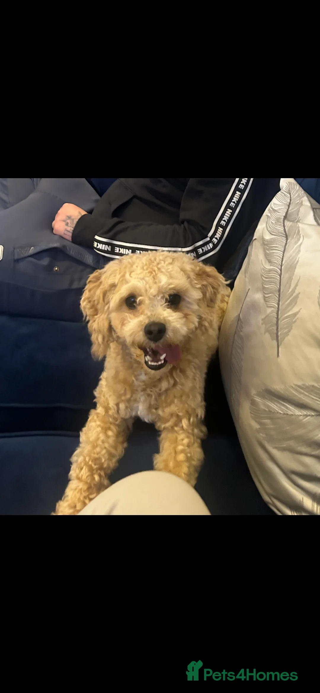 Poochon dogs for stud: ✨ Delightful Dash ✨ - Advert 3