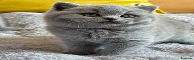 British Shorthair Kitten 1