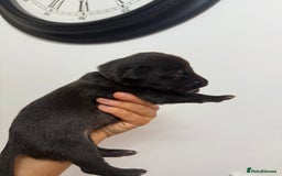 Mixed Breed dogs for sale: Weimaraner / German Shepherd puppies - Advert 14