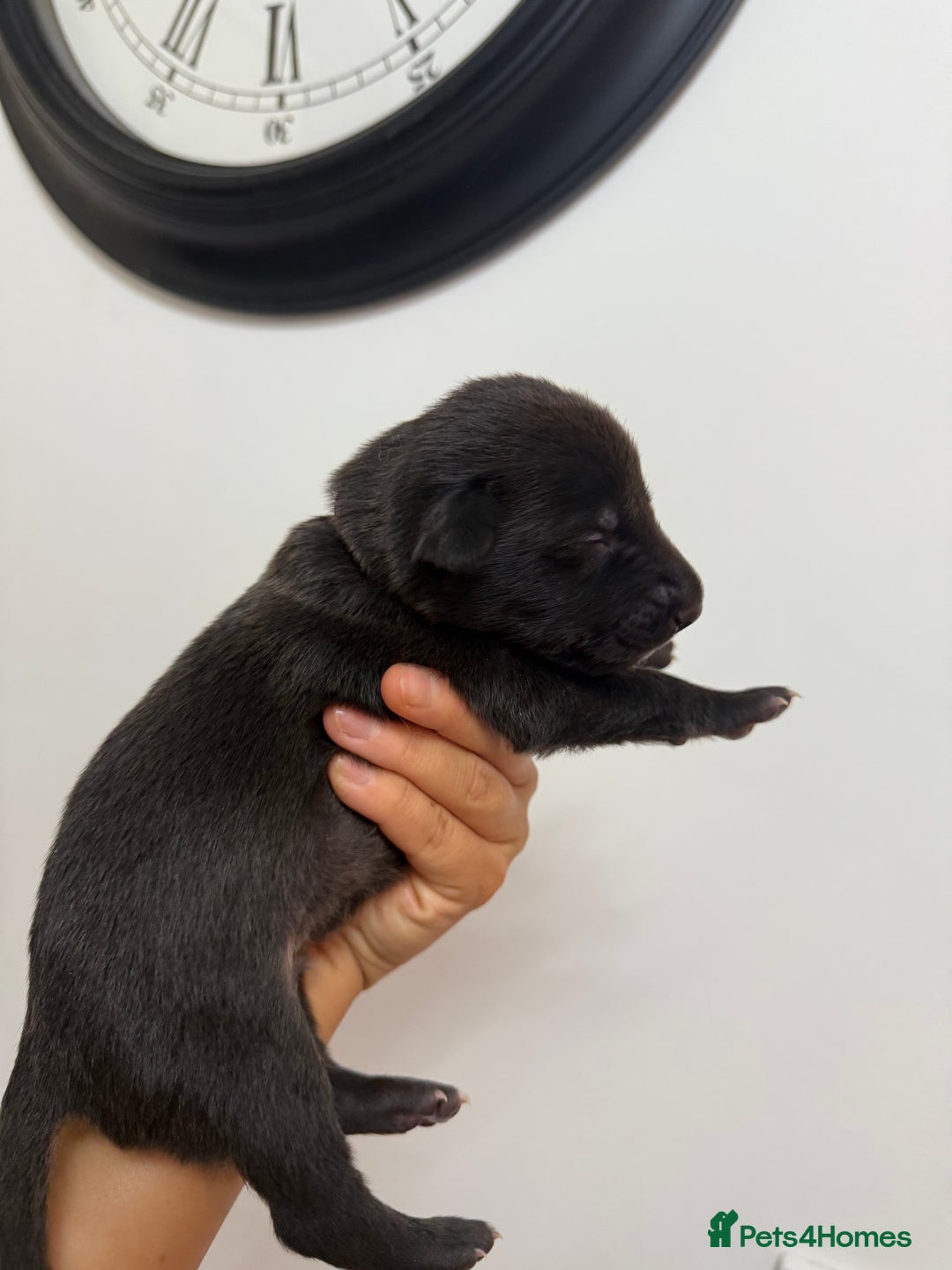 Mixed Breed dogs for sale: Weimaraner / German Shepherd puppies - Advert 14