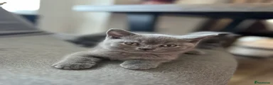 British Shorthair 2