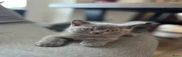 British Shorthair cats for sale: Beautiful British Shorthair Kittens - Advert 7