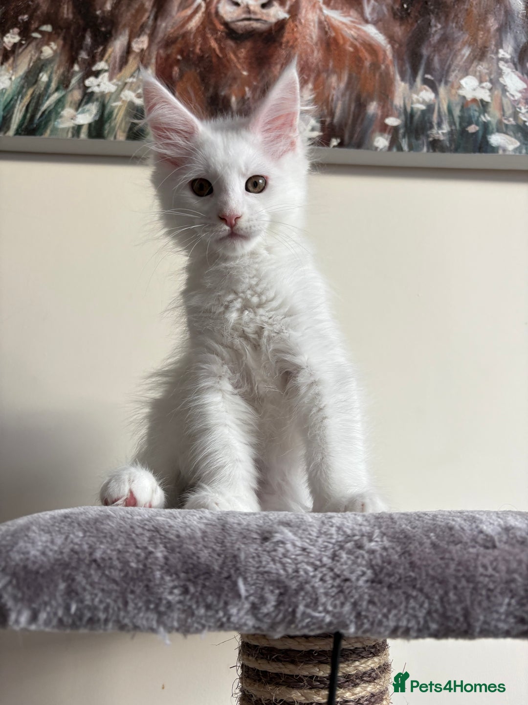 Maine Coon cats for sale: Maine coon kitten  - Image 5