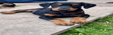 Dobermann Puppy 4 red
