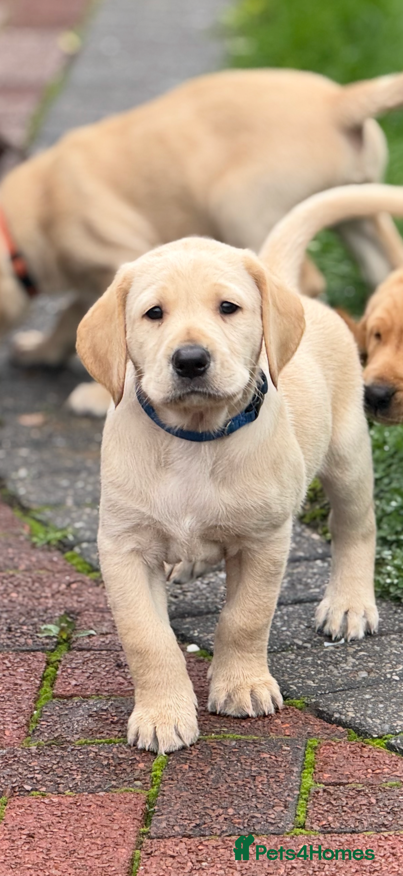 Labrador Retriever dogs KC registered fox red lab pups - Advert 9
