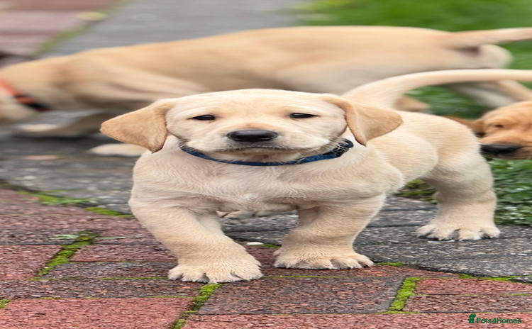 Labrador Retriever dogs - Advert 9