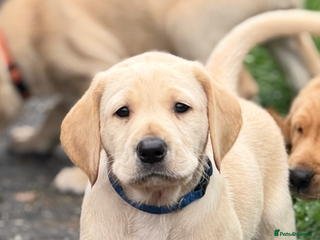 Labrador Retriever dogs - Advert 7