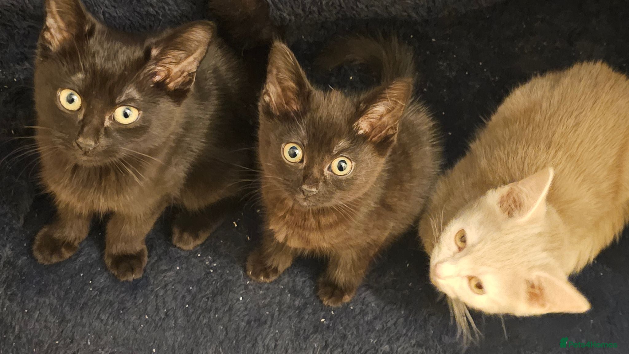 Mixed Breed cats 😻 **Discount today*** lovely kittens ❤️😻  - Advert 1
