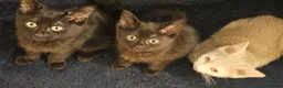 Mixed Breed cats for sale:  £Discount £ only today 2 Lovely Kittens ❤️❤️😻💓  - Advert 8