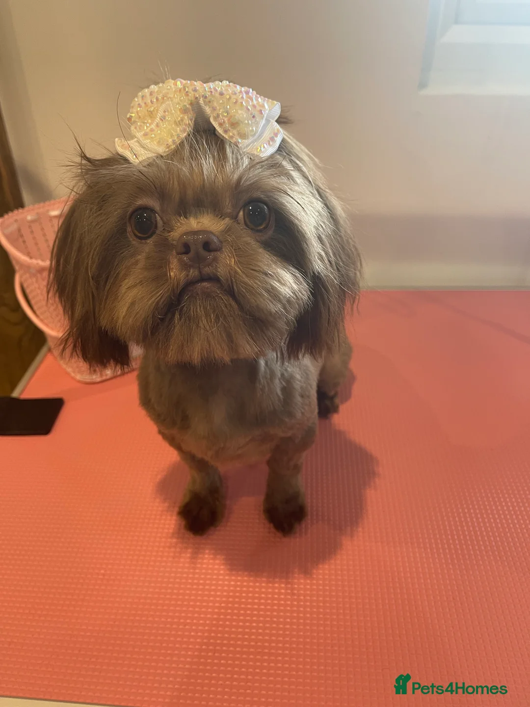 Shih Tzu dogs for stud: STUNNING CHOCOLATE IMPERIAL SHIHTZU OPEN AT STUD in Grays - Advert 17