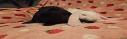English Lop rabbits for sale: VERY TAME Last 2  Giant pure English Lop Does💗💗 - Advert 5