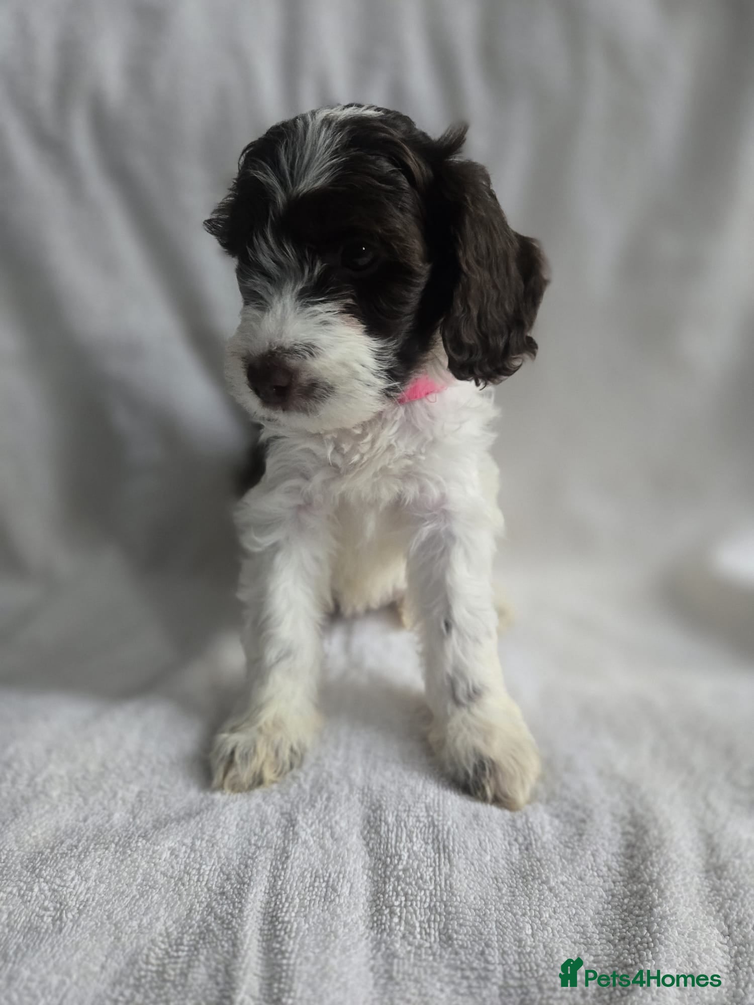 Cockapoo dogs Gorgeous Cockapoo litter - Advert 1