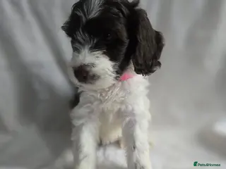 Cockapoo dogs Gorgeous Cockapoo litter - Advert 2
