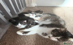 Mixed Breed cats for sale: Beautiful Kittens For Sale  - Image 10