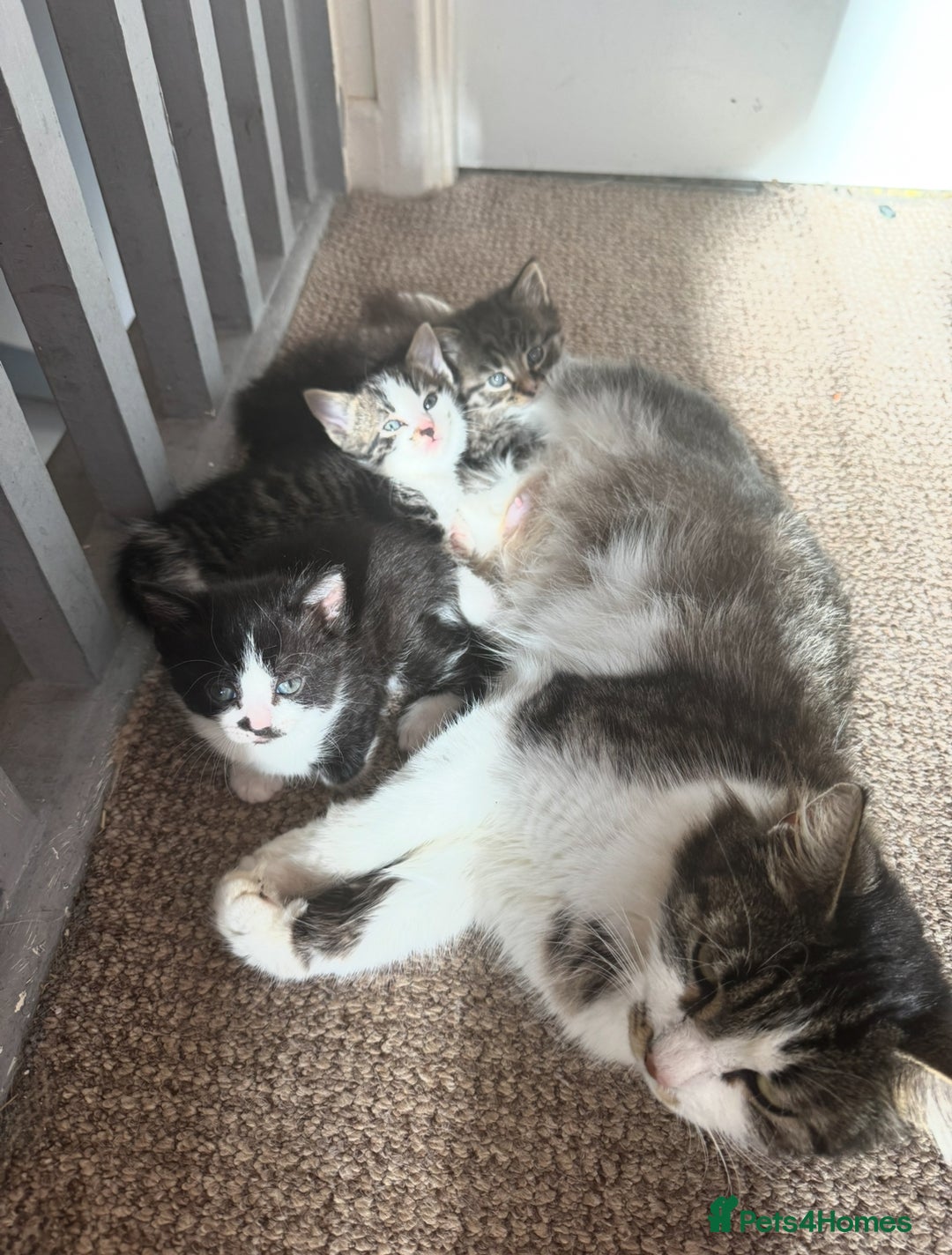 Mixed Breed cats for sale: Beautiful Kittens For Sale  - Image 10