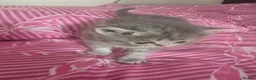 Exotic cats for sale: GCCF Registered Exotic kittens in Wingate - Advert 5