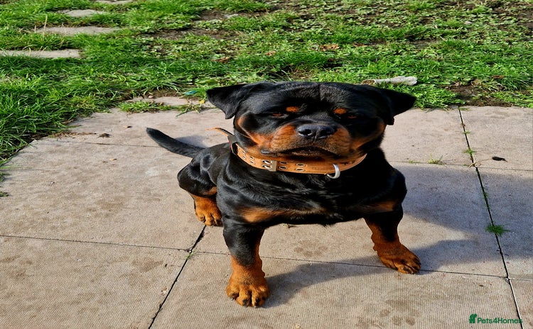 Rottweiler dogs - Advert 12