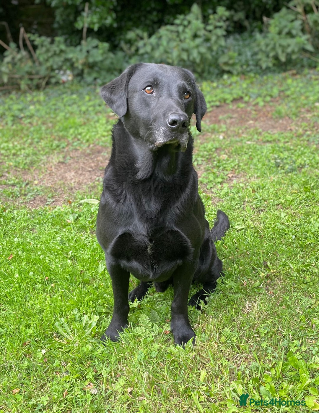 Labrador Retriever dogs for sale: Working Labrador Puppies - Image 10