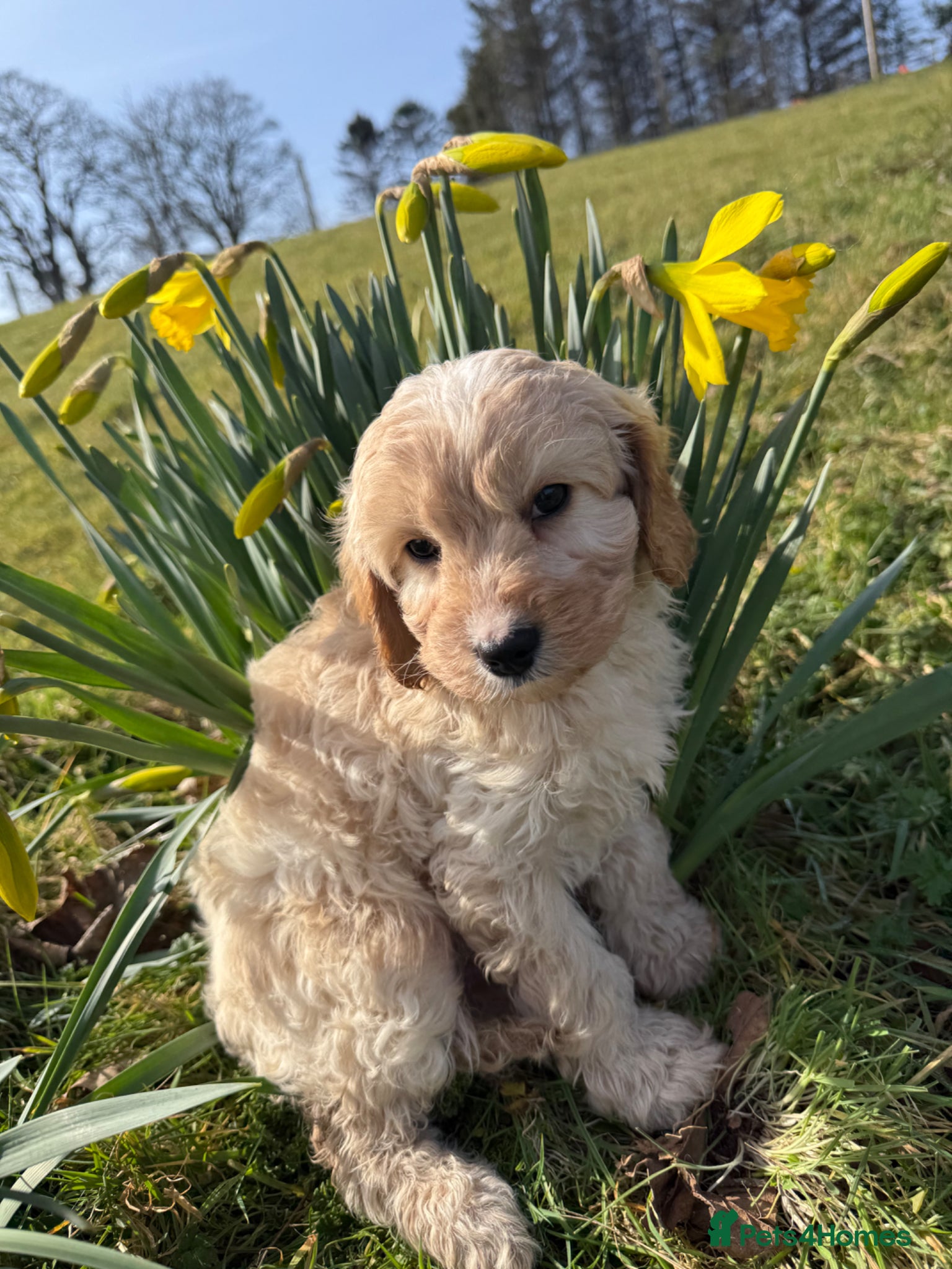 Cavapoo dogs Ready Now F1 Cavapoos - Advert 14