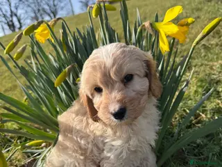 Cavapoo dogs Ready Now F1 Cavapoos - Advert 14