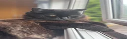 Mixed Breed cats for sale: Ragdoll cross ( mum full ragdoll dad half ragdoll) - Advert 4