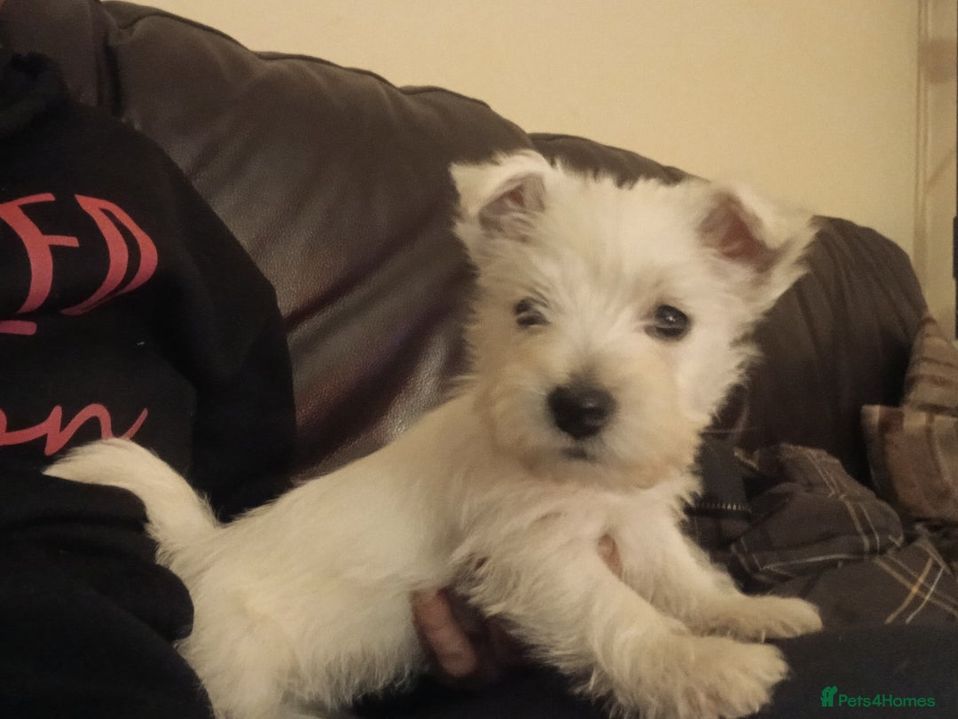West Highland Terrier dogs for sale: We have 1 wee girl available  - Advert 4