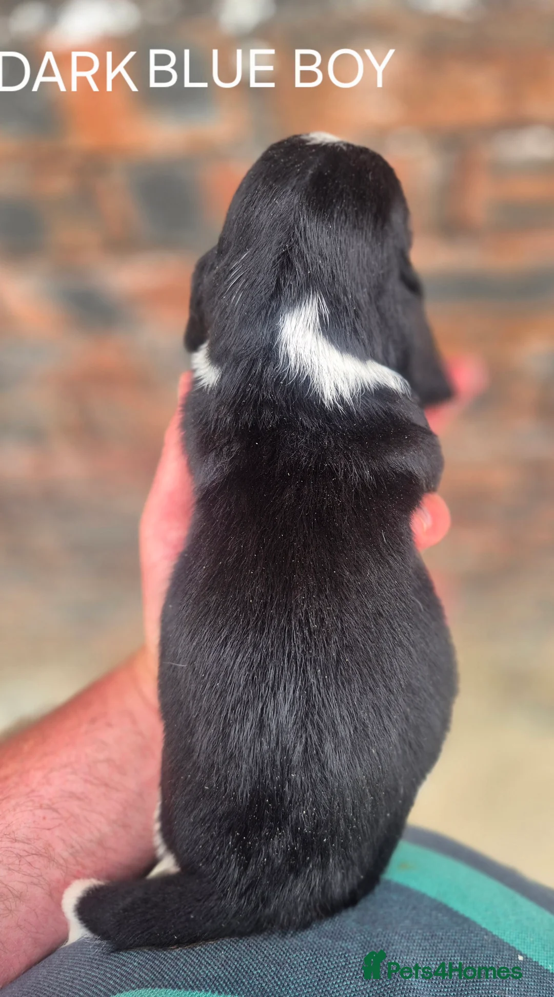Basset Hound dogs for sale: KC BASSET HOUND PUPPIES FROM HEALTH TESTED PARENTS - Advert 2