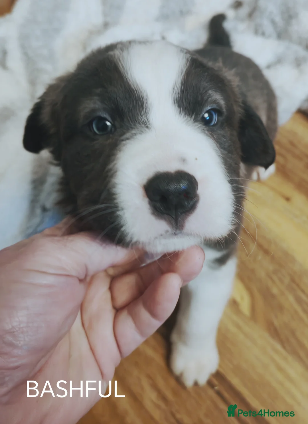 Mixed Breed dogs for sale:  REDUCED!! 2 OLD TYME BORDER COLLIE PUPPIES!  - Advert 19
