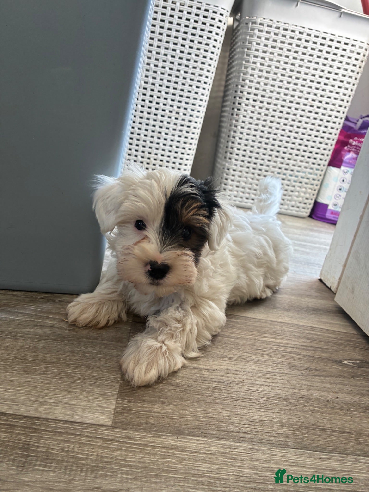 Biewer Terrier dogs Beautiful biewer terrier boy 💙💙 - Advert 3