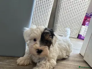 Biewer Terrier dogs Beautiful biewer terrier boy 💙💙 - Advert 3