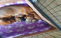 Miniature Dachshund dogs for sale: 2 miniature daschunds  - Advert 4