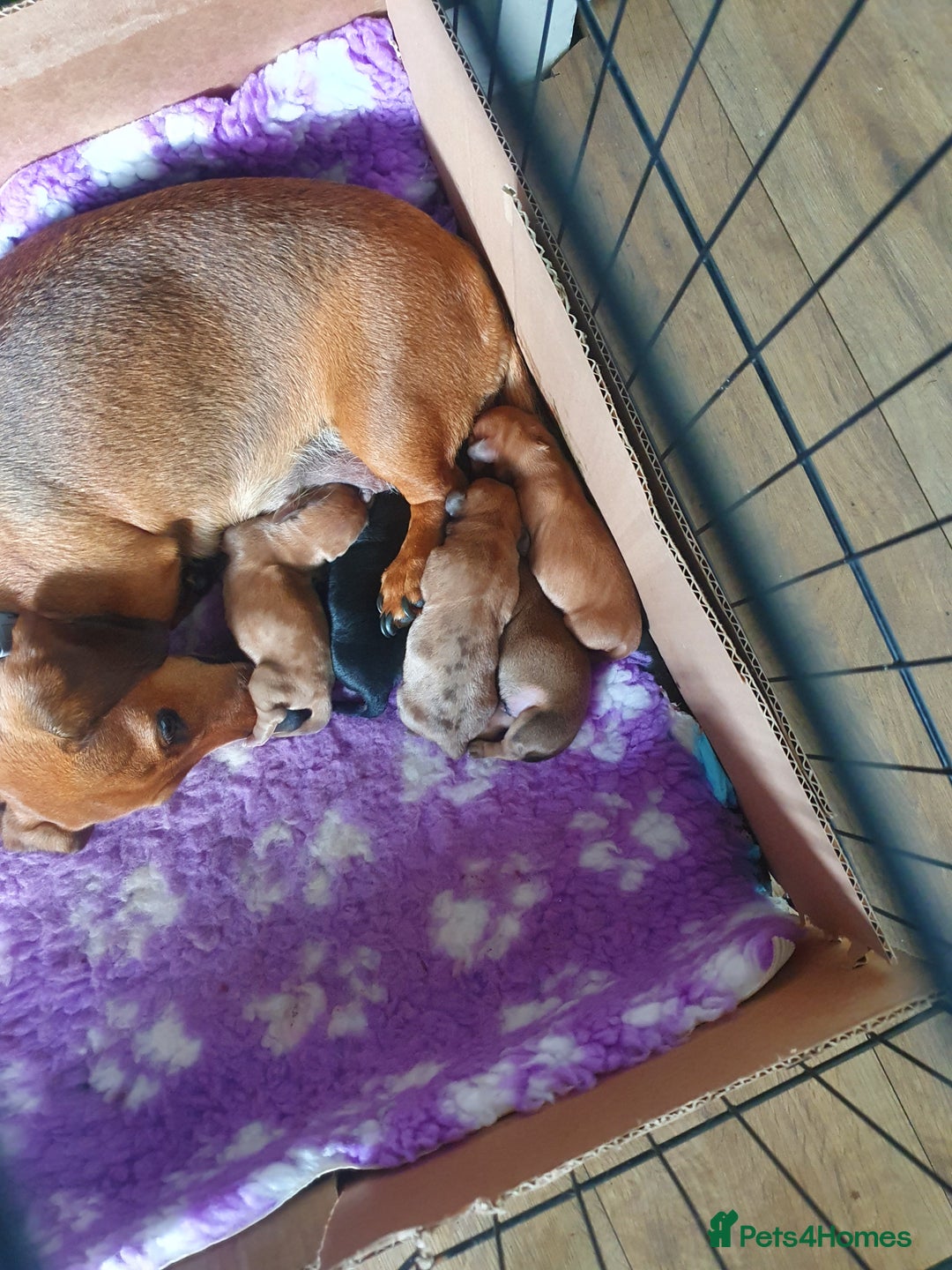Miniature Dachshund dogs for sale: 2 miniature daschunds  - Advert 4