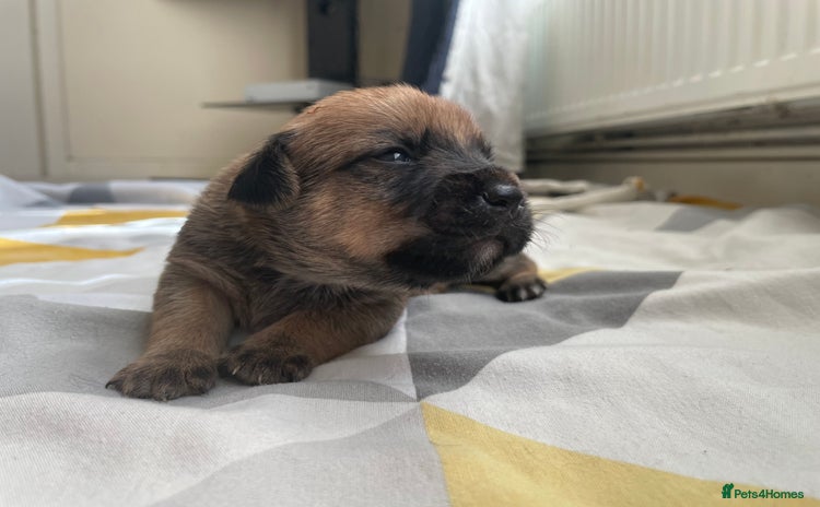 Mixed Breed dogs - Advert 1
