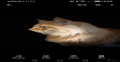 Norwegian Forest Cat cats - Advert 4