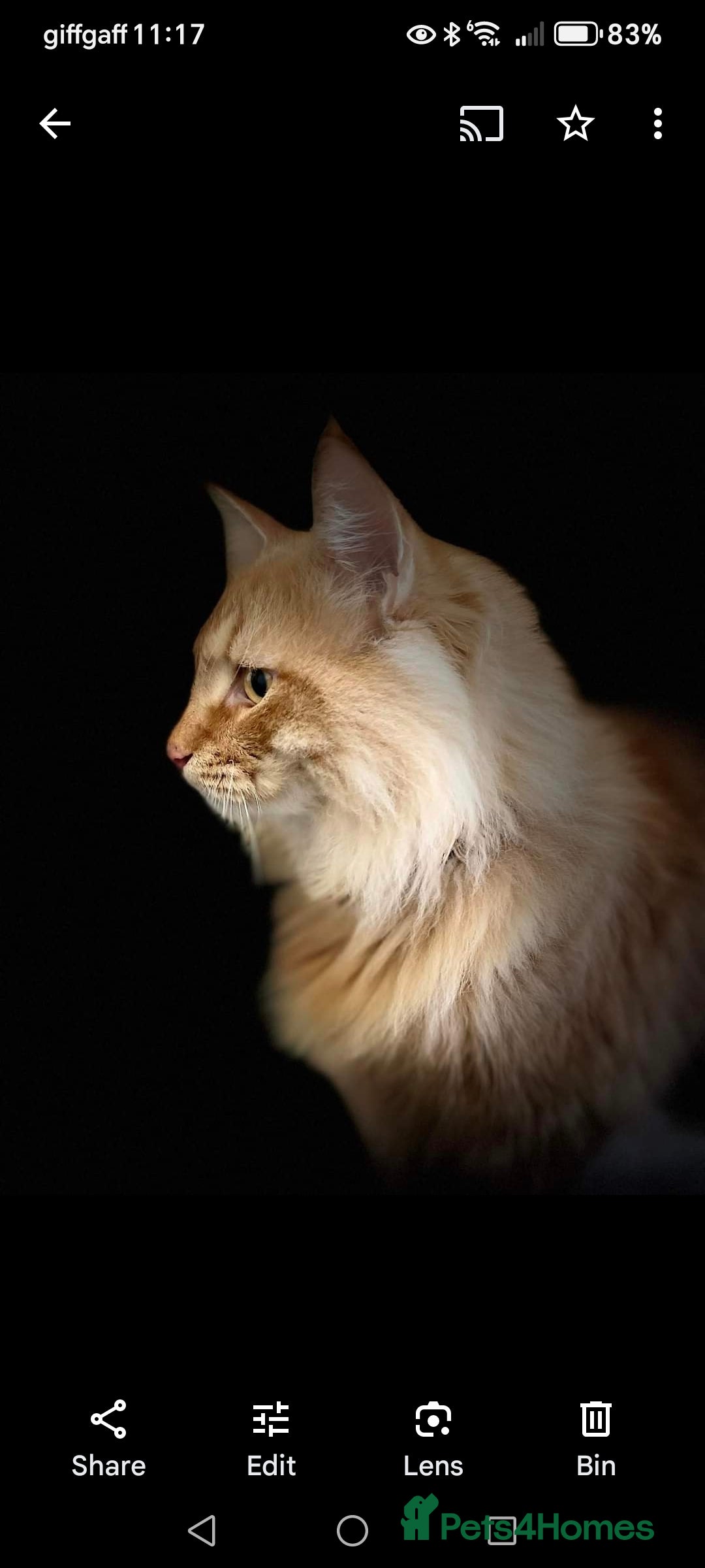Norwegian Forest Cat cats for sale: Stunning Norwegian Forest Cat - Image 2