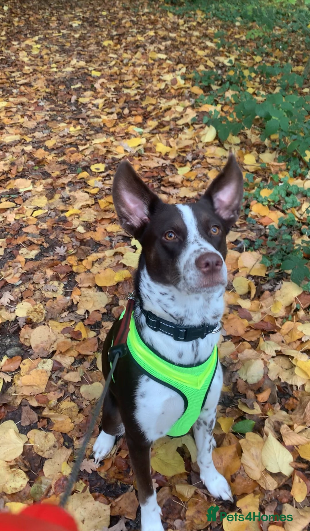 Mixed Breed dogs for sale: Border collie X Cattle Dog  - Advert 1