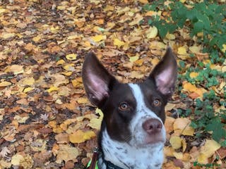 Mixed Breed dogs Border collie X Cattle Dog - Advert 4