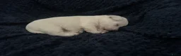 West Highland Terrier dogs for sale: Gorgeous West Highland White Pups ONE GIRL LEFT - Advert 9