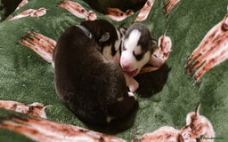 Siberian Husky dogs for sale: Outstanding Siberian husky puppies  - Advert 1