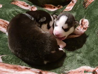Siberian Husky dogs Outstanding Siberian husky puppies - Advert 1