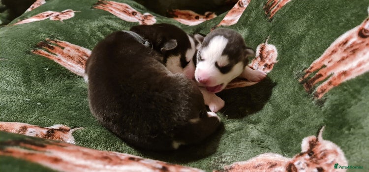 Siberian Husky dogs Outstanding Siberian husky puppies - Advert 1