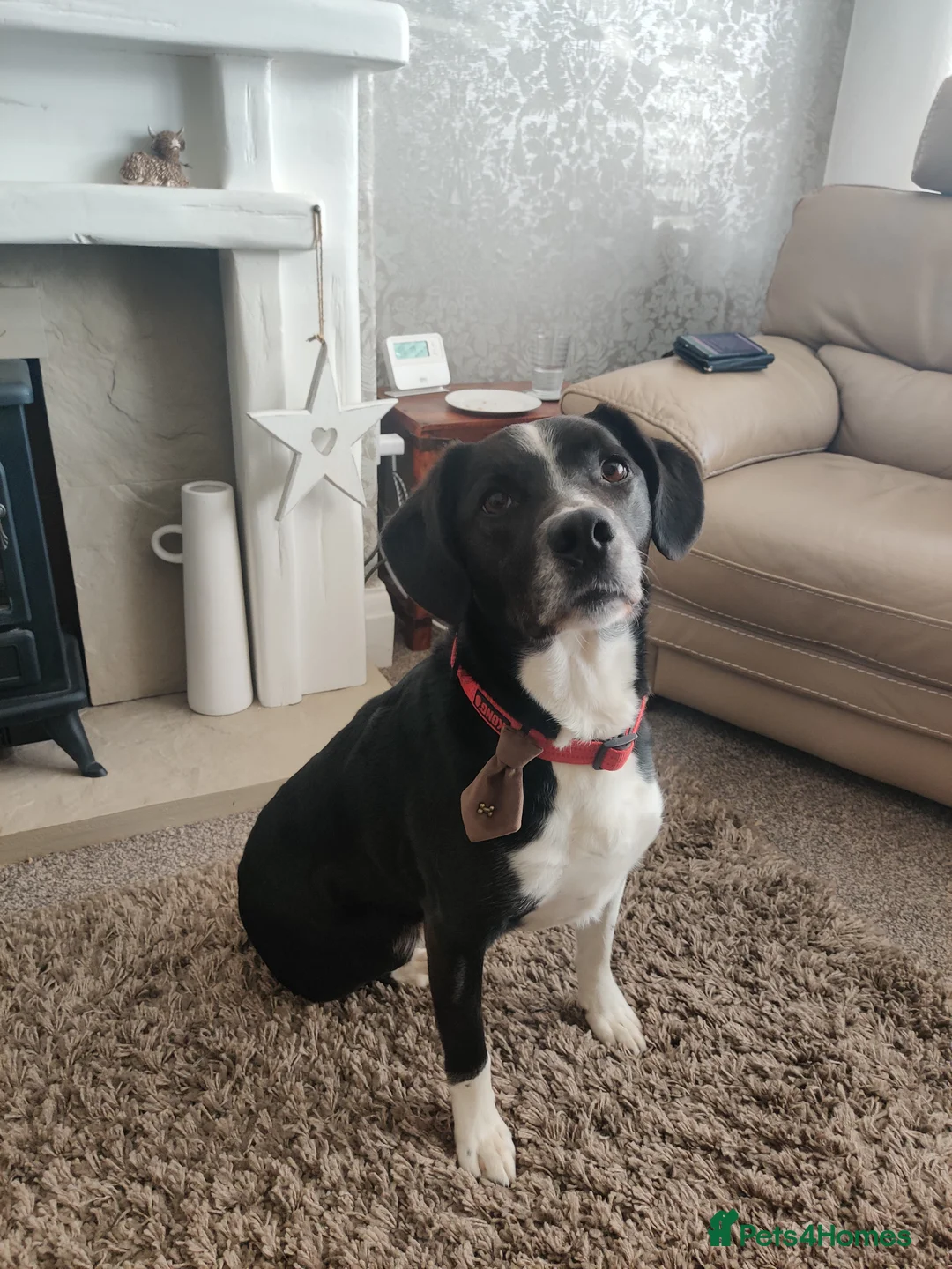 Border Collie dogs for sale: Border Collie  - Advert 1