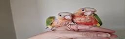 Conures birds for sale: Beautiful fully hand reared conure baby's  - Advert 13