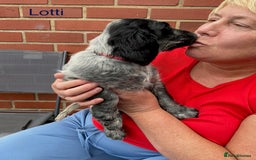 Sprocker dogs for sale: Sprockers 3/4 Cocker spaniel puppies for sale - Image 26