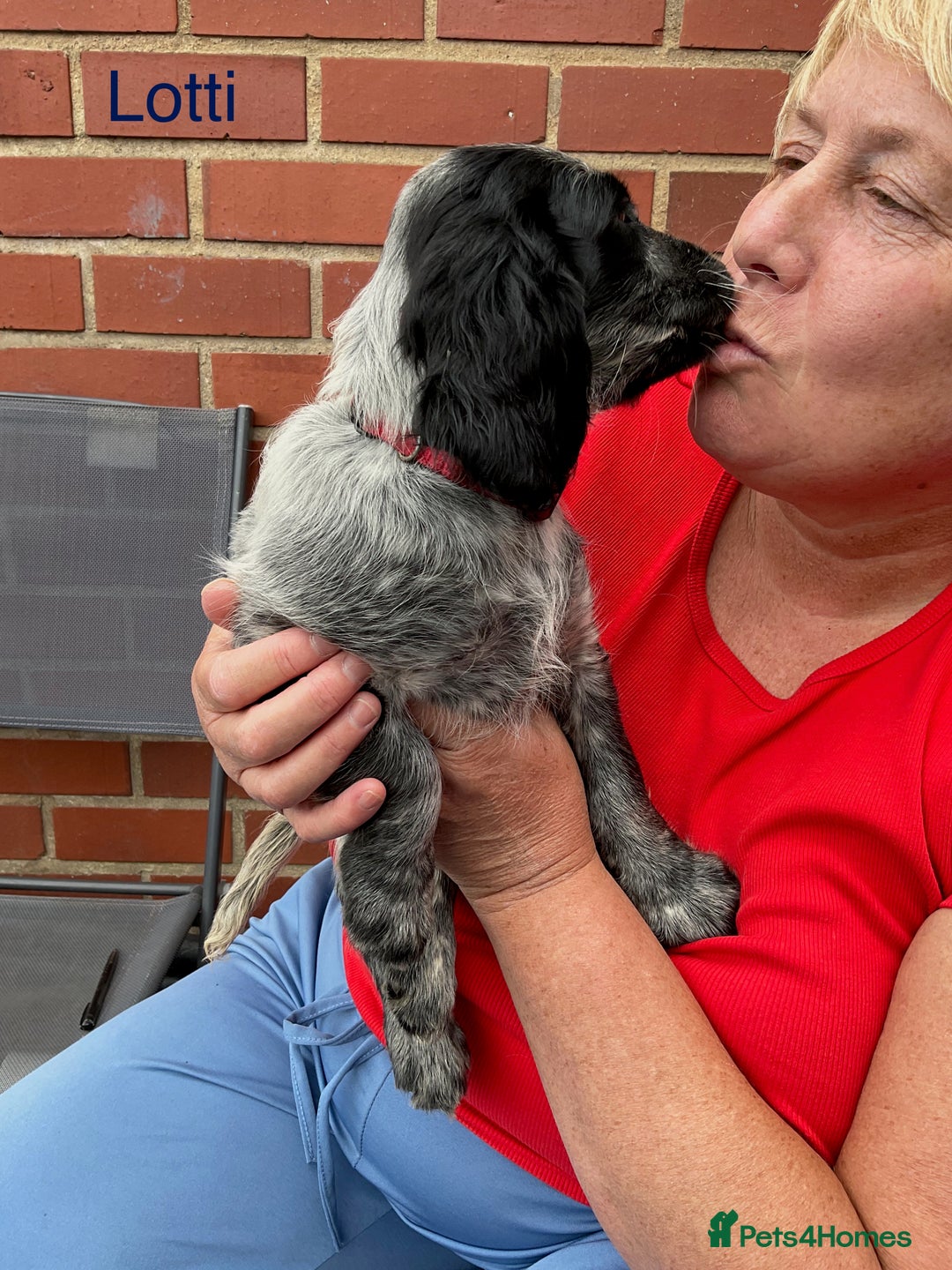 Sprocker dogs for sale: Sprockers 3/4 Cocker spaniel puppies for sale - Image 26