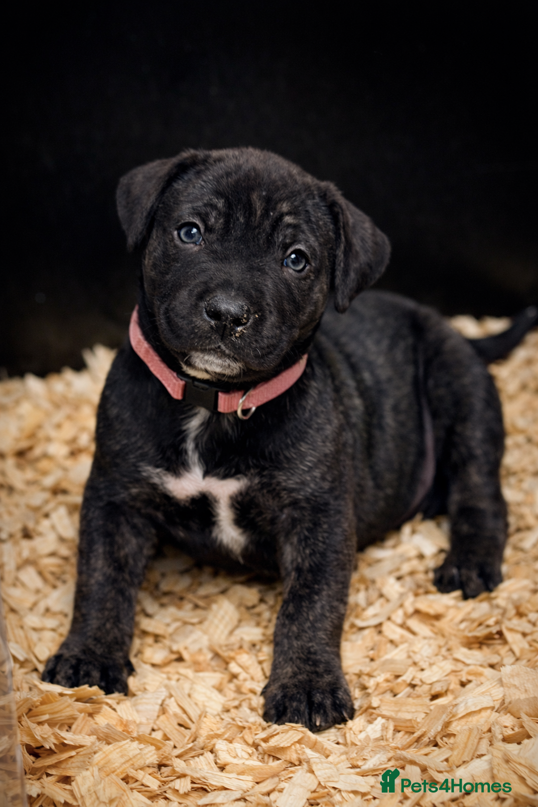 Presa Canario dogs for sale: Working Line Presa Canario Puppies - Advert 8