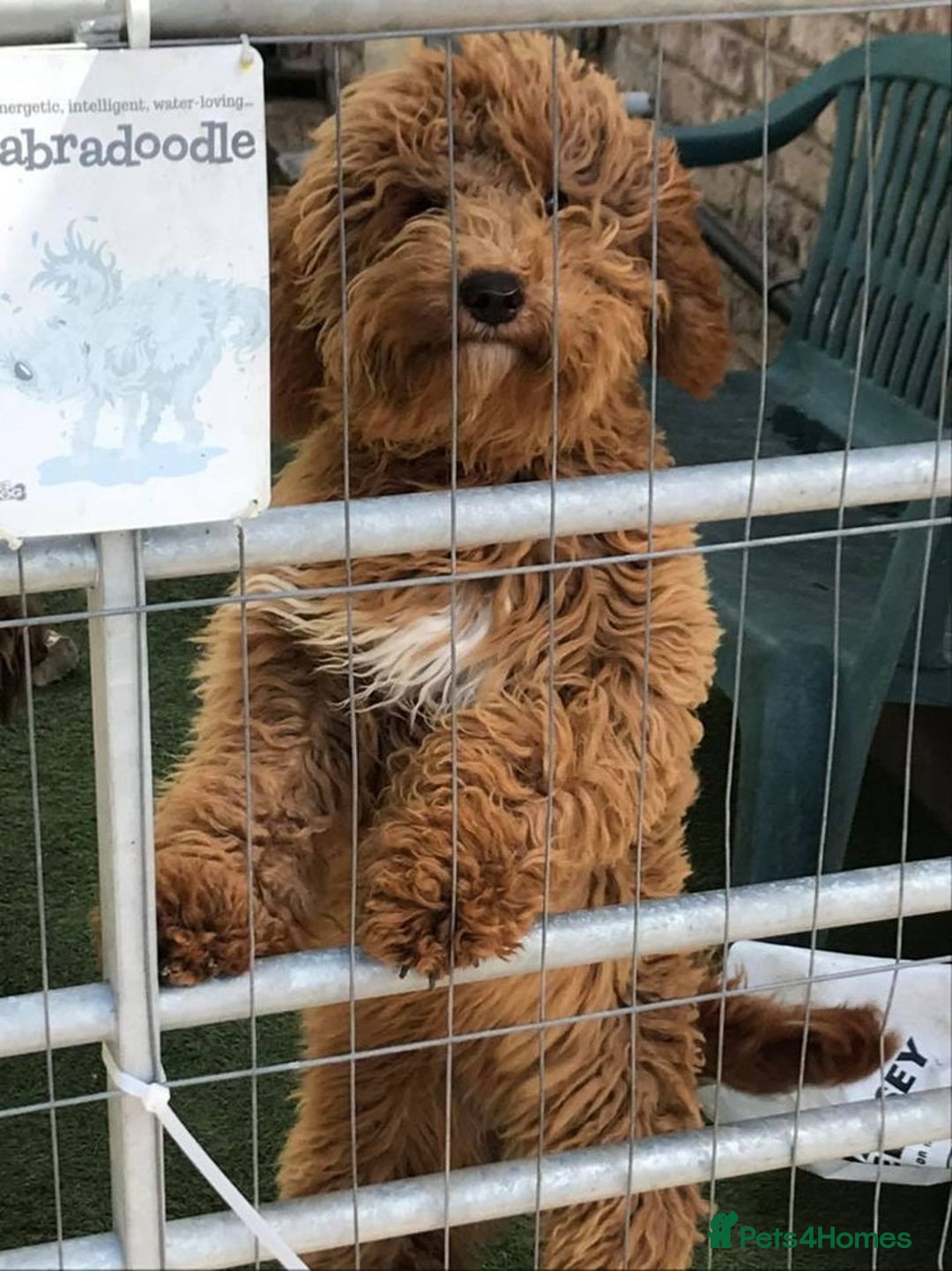 Australian Labradoodle dogs for sale: Extensively health tested Austrailian Labradoodles - Advert 2