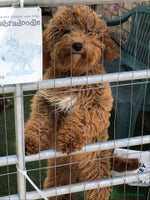 Australian Labradoodle dogs Extensively health tested Austrailian Labradoodles - Advert 1