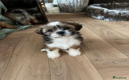 Lhasa Apso dogs for sale: Lhasa apso puppies  - Advert 16